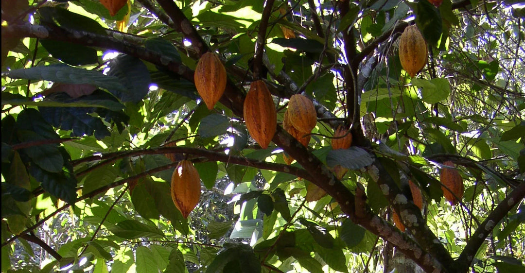 Cocoa: more than just chocolate